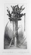 Albero