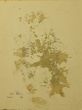Garden by Claudio Palmieri - Contemporary Artwork