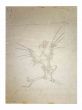 The Bird