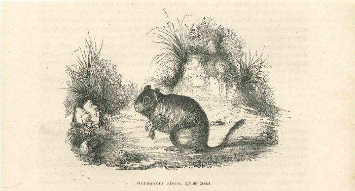 The Mouse