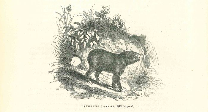Hydrochère Capybare 