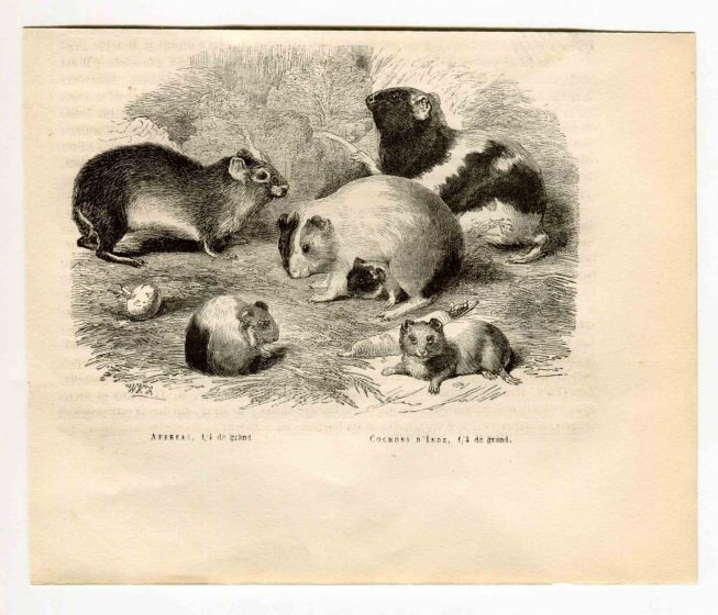 Brazilian Guinea Pig