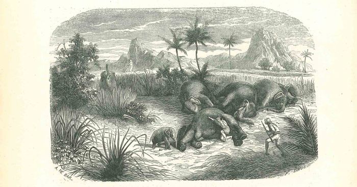 The Dead Elephants