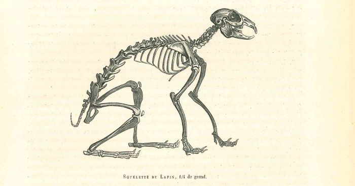 The Skeleton