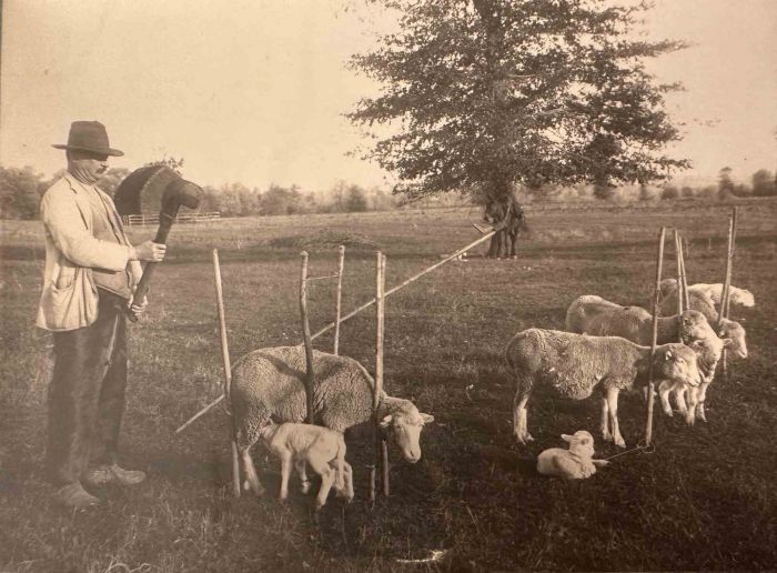 The Old Days - Herds in the Maremma (Tuscany)