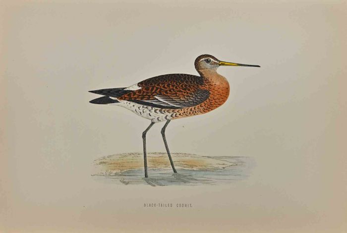 Black-Tailed Godwit