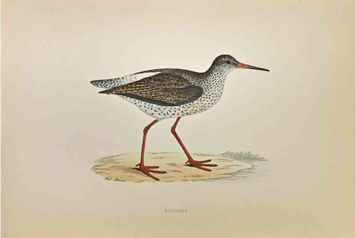Redshank