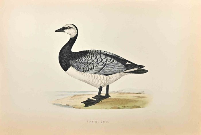 Bernicle Goose 