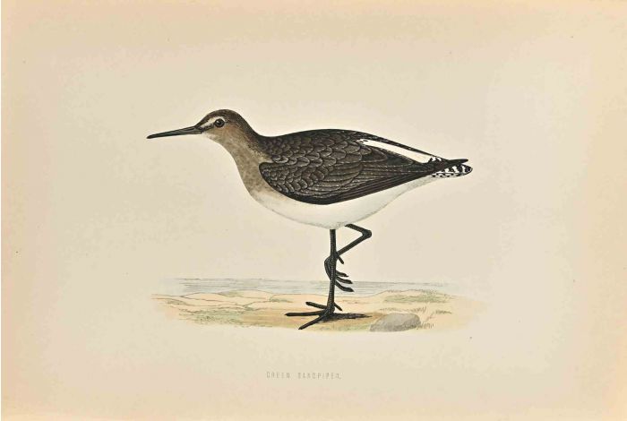 Green Sandpiper