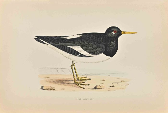 Oyster-Catcher