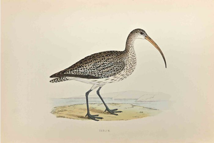 Curlew