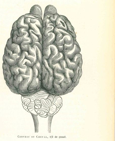 The Brain