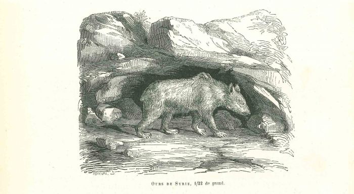 The Bear