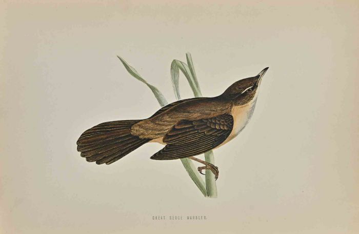 Great Sedge Warbler