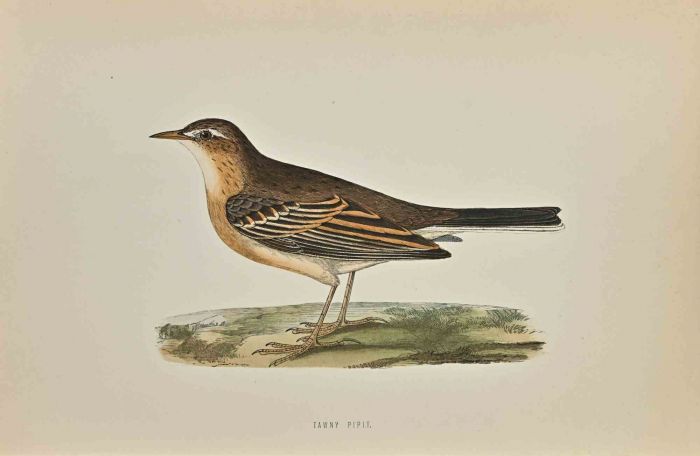 Tawny Pipit 