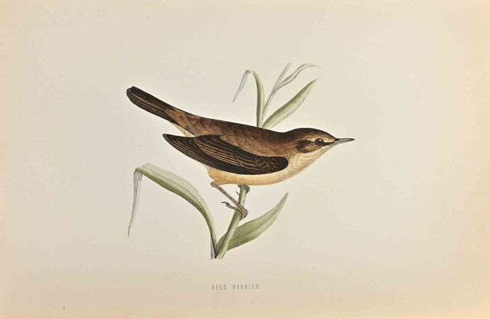 Reed Warbler