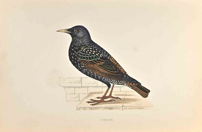 Starling