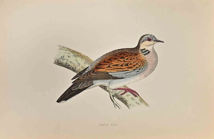 Turtle Dove