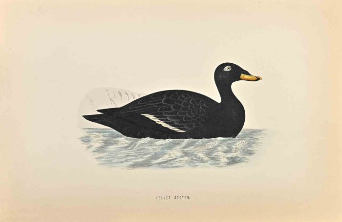 Velvet Scoter