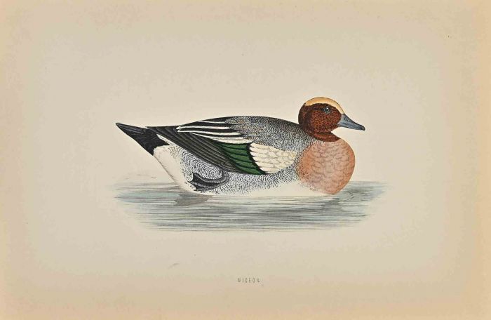 Wigeon