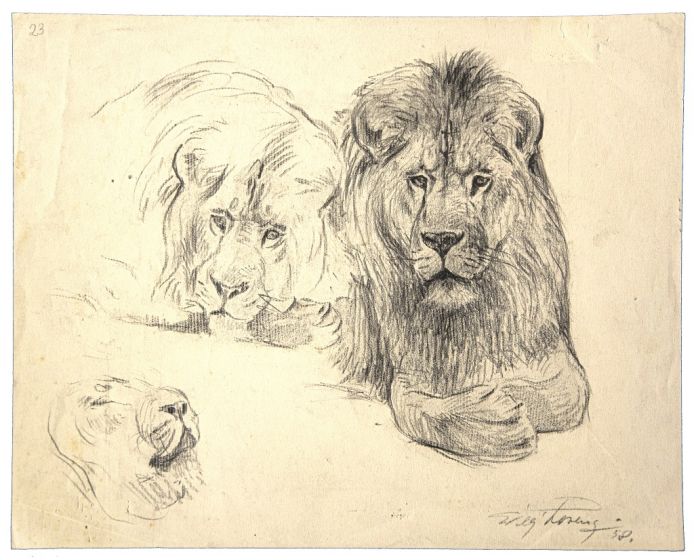 Study of lion and lioness by Wilhelm Lorenz