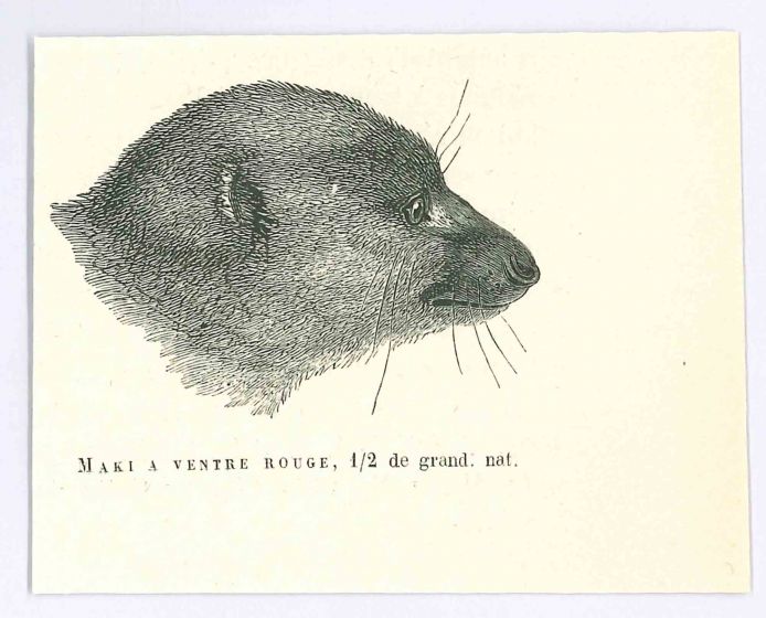 Lemuriformes