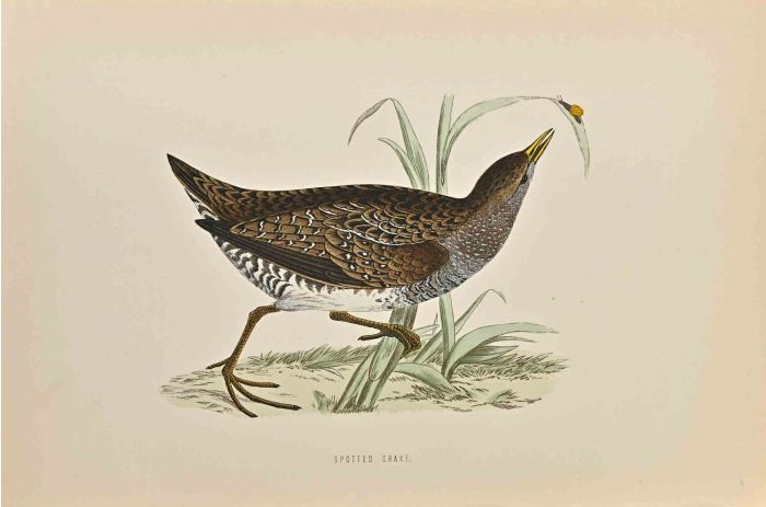 Spotted Crake