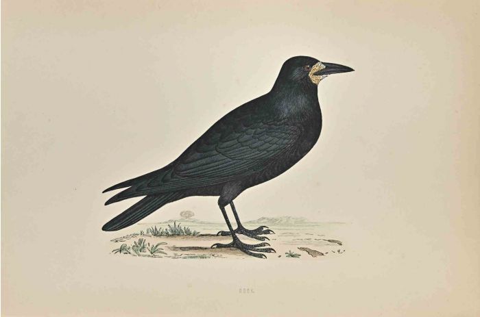 Rook