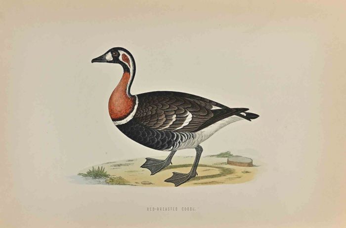 Red-Breasted Goose