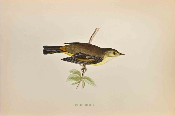 Willow Warbler