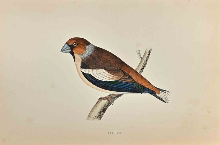 Hawfinch