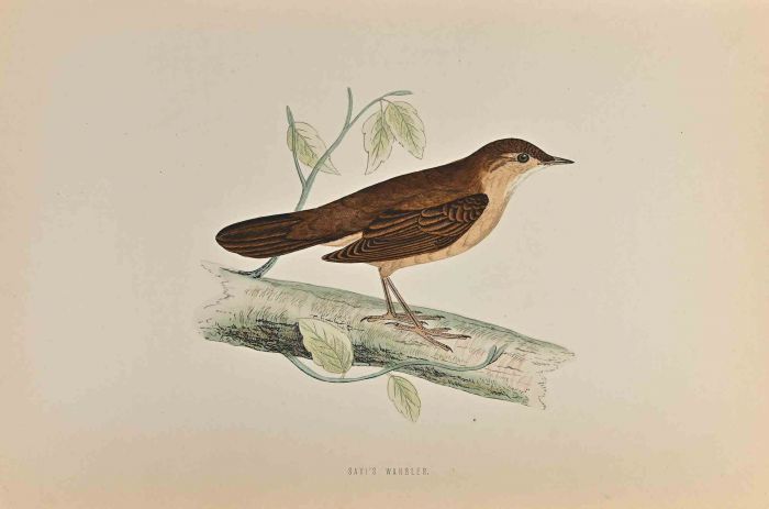 Savi's Warbler