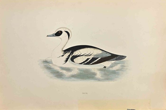 Smew