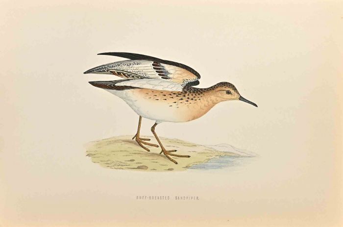 Buff-Breasted Sandpiper
