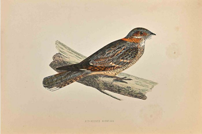 Red-Necked Nightjar