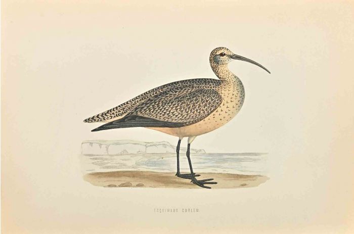 Esquimaux Curlew