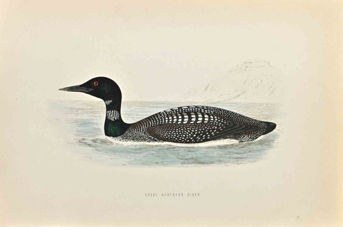 Great Northern Diver