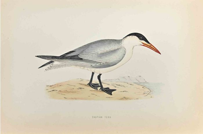 Caspian Tern