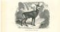 The Antelope