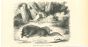 Star-Nosed Mole