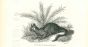 The Rabbit