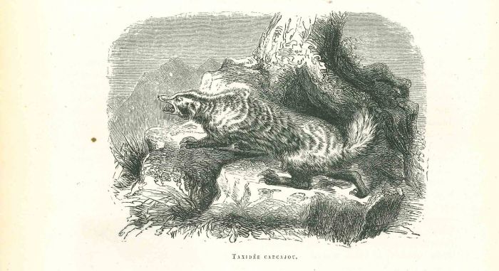 The Wolf