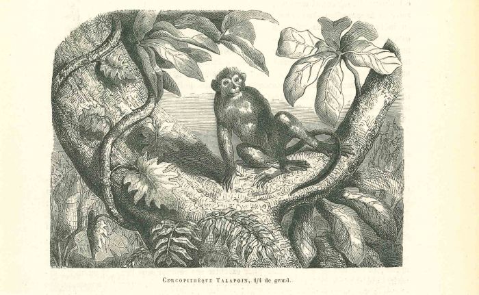 The Monkey