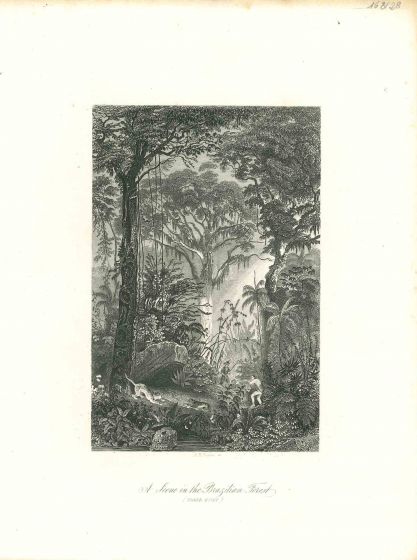 A Scene in the Brazilian Forest