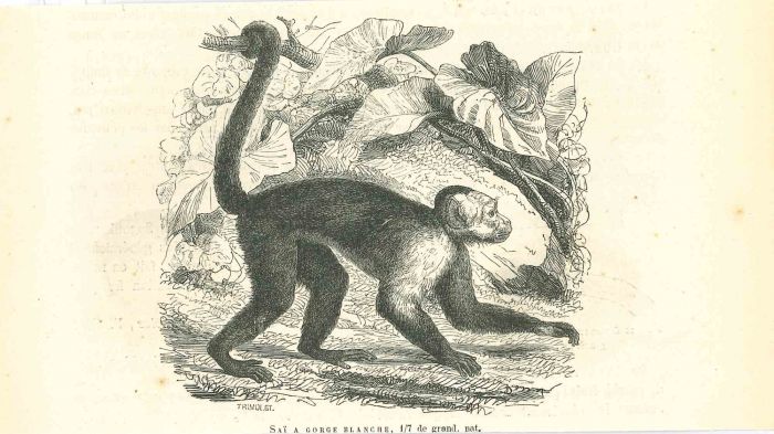 The Monkey