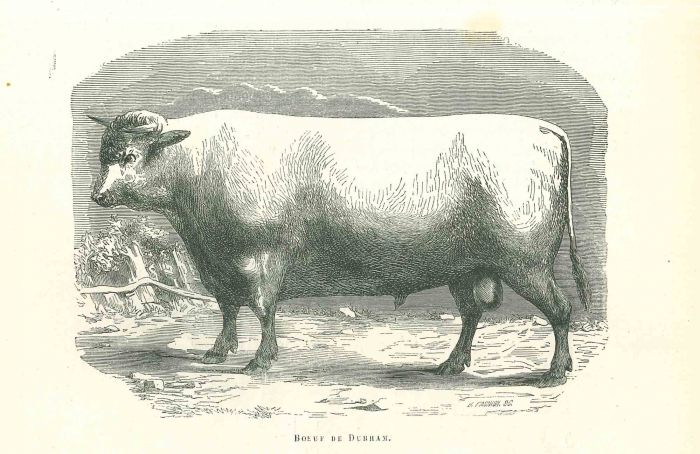 The Ox