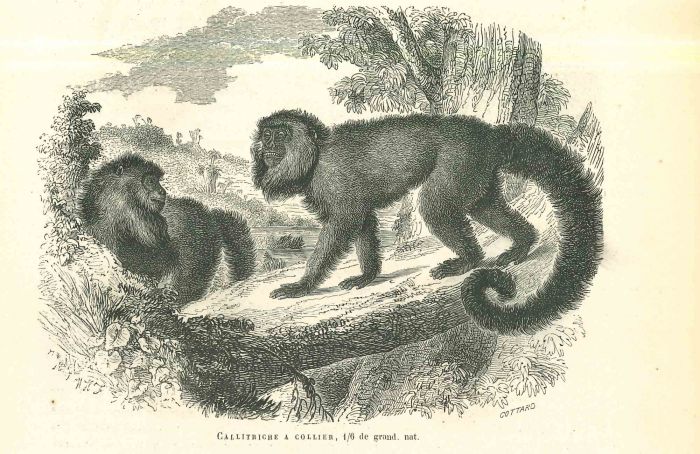 The Monkeys