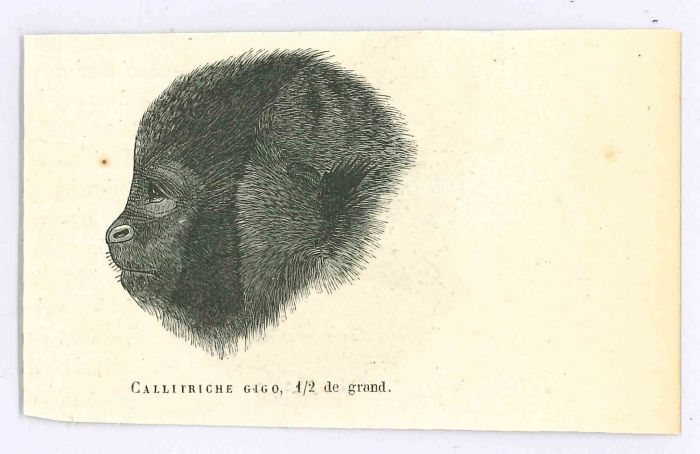 The Monkey