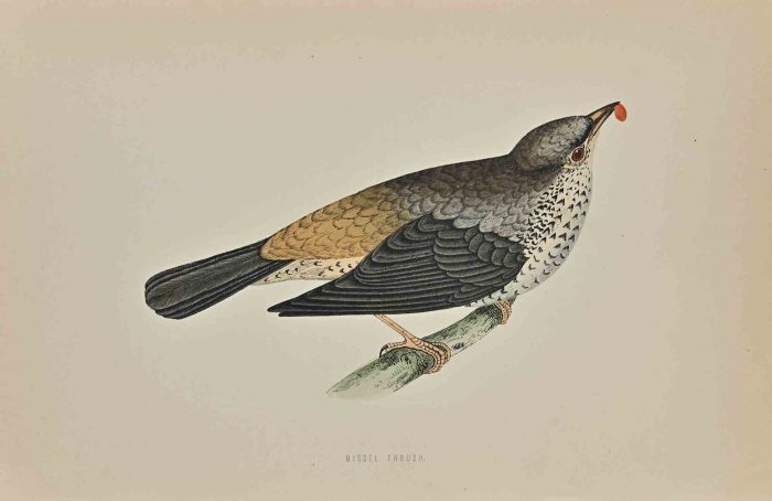 Missel Thrush