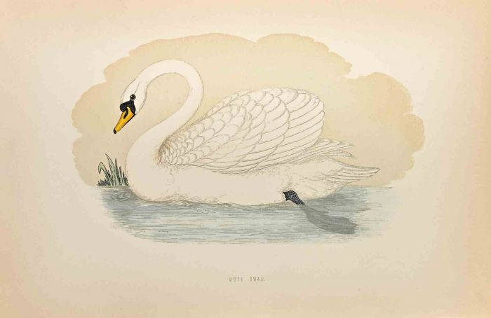 Mute Swan